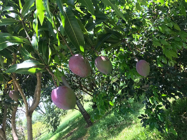 Paraguay Mangos am Baum